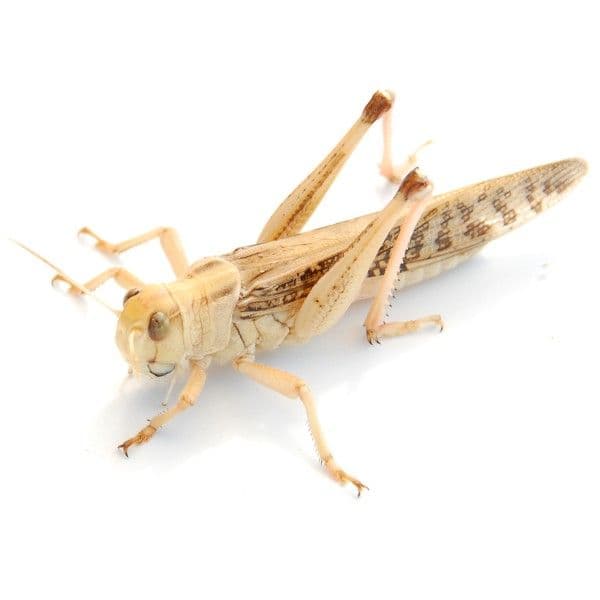 Græshopper voksne 10 stk/æske (Locusta migratoria)