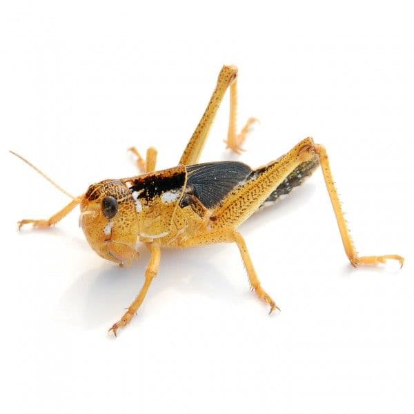 Græshopper store 100 stk. (Locusta migratoria)