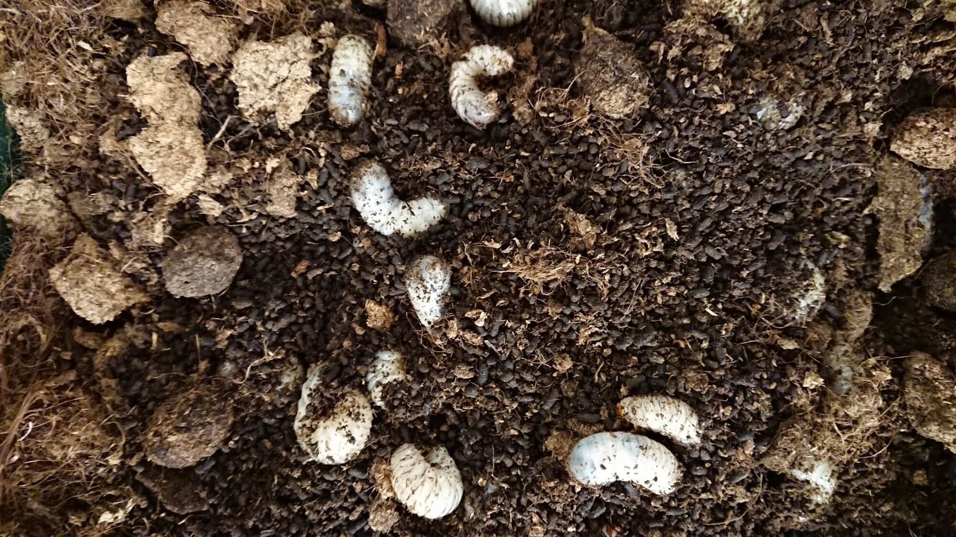 Rose Beetle Larva (ca. 250 pcs)