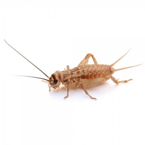 Fårekyllinger Acheta Domesticus Medium