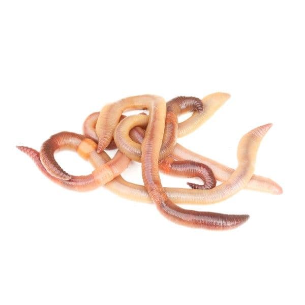 Canadian Worms Big (12 pcs)