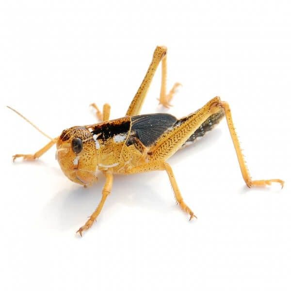 Græshopper Store (500 stk.) - Locusta migratoria