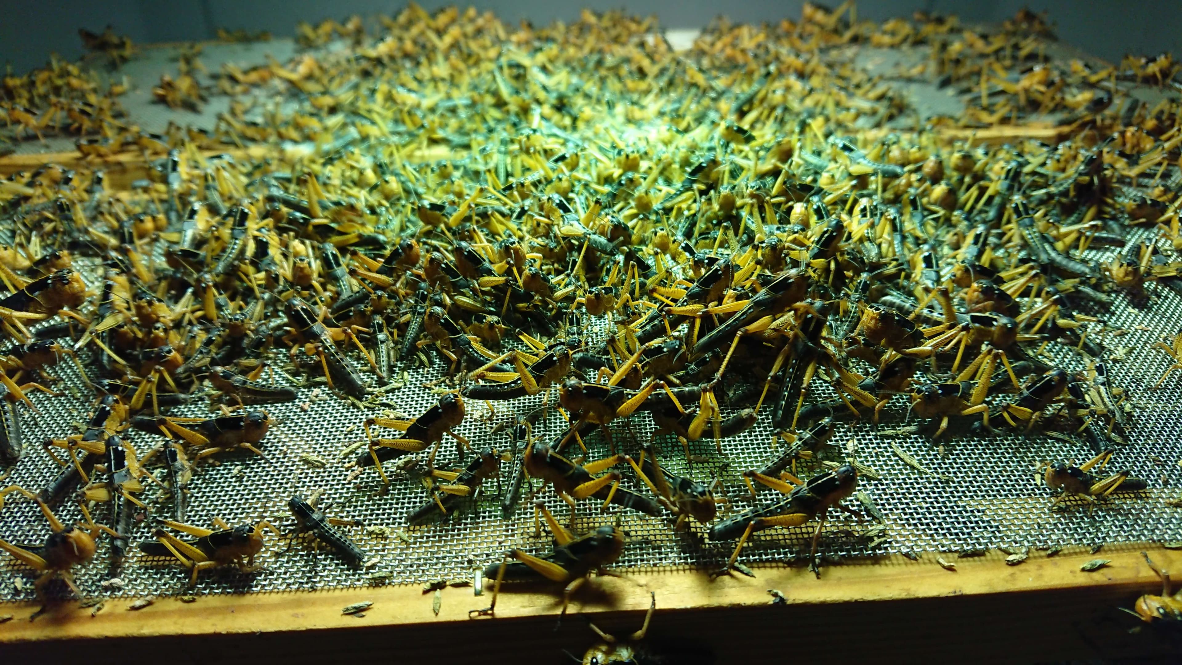 Locusts Medium (1000 pcs)