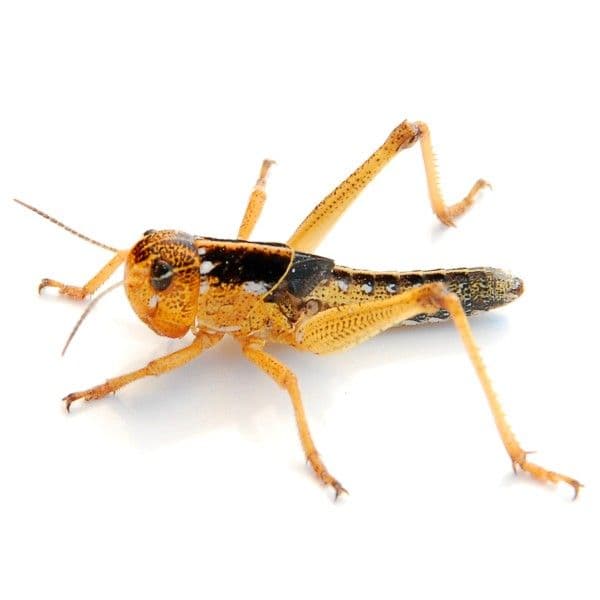 Græshopper medium 1000 stk. (Locusta migratoria)