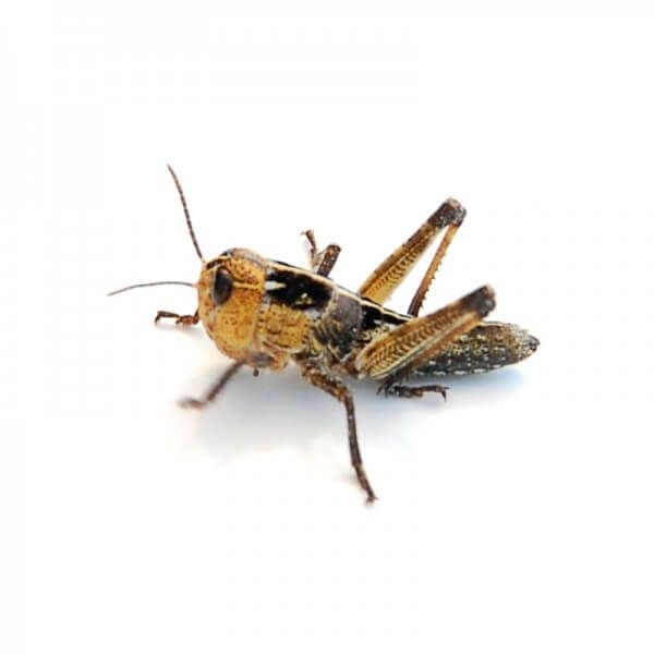 Græshopper Små (1000 stk.) - Locusta migratoria