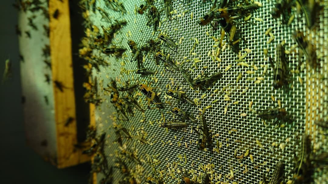 Locusts Small (1000 pcs)