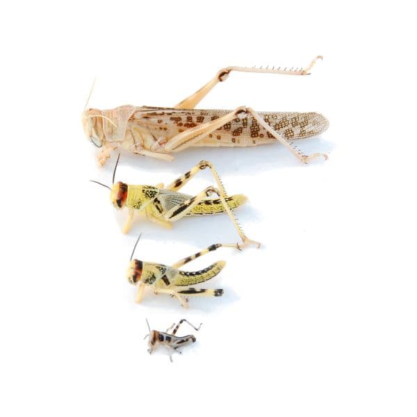 Græshopper/ørken medium 1000 stk. (Schistocerca gregaria)