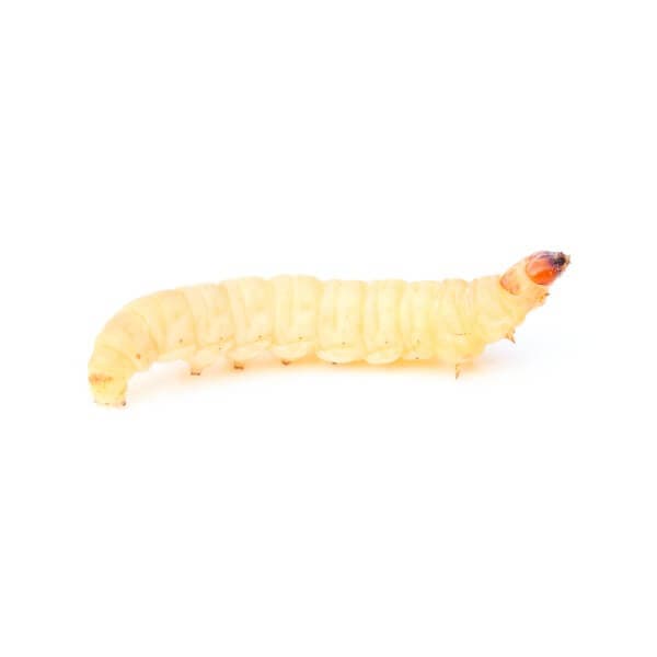 Wax Moth Larvea (1800-1900 pcs)