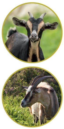 Zoo Line Pellet For Goats