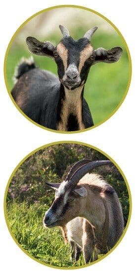 Zoo Line Piller Til Geder