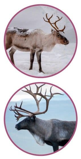 Zoo Line Piller Til Rensdyr