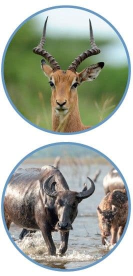 Zoo Line Browser (12 mm)