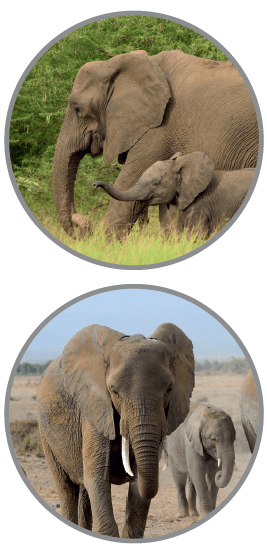 nz015-090d515dc88b308ffad6d30c004c4143.png