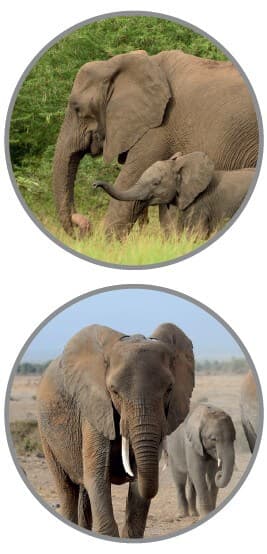 Zoo Line Elefant Vitamin Pellets