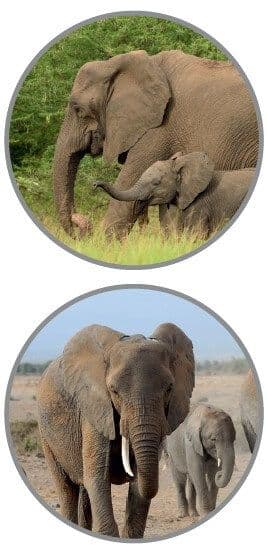 Zoo Line Elefant Vitamin Piller