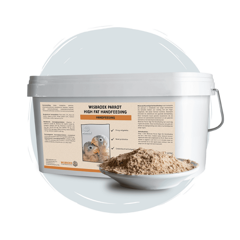 Wisbroek papegøje med højt fedtindhold håndfodring