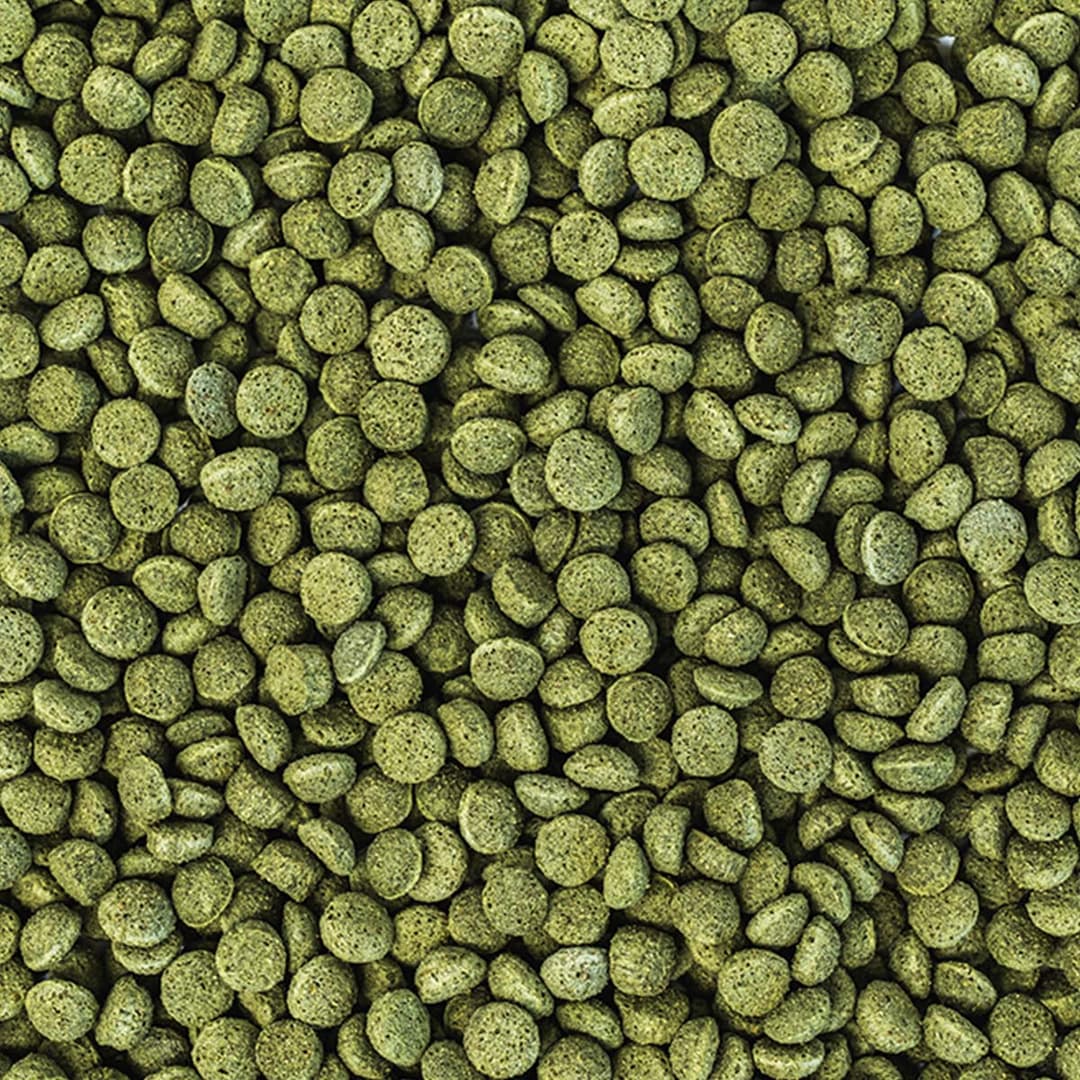 wisbroek-parrot-nut-blend-daily-large-topview.jpg