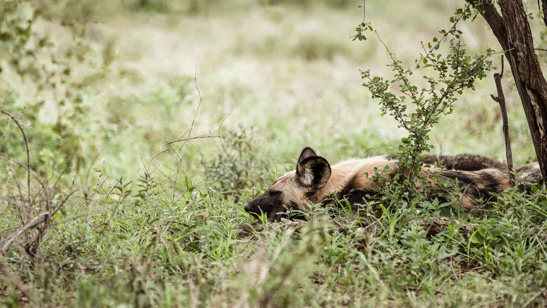 Liggende african wild dog