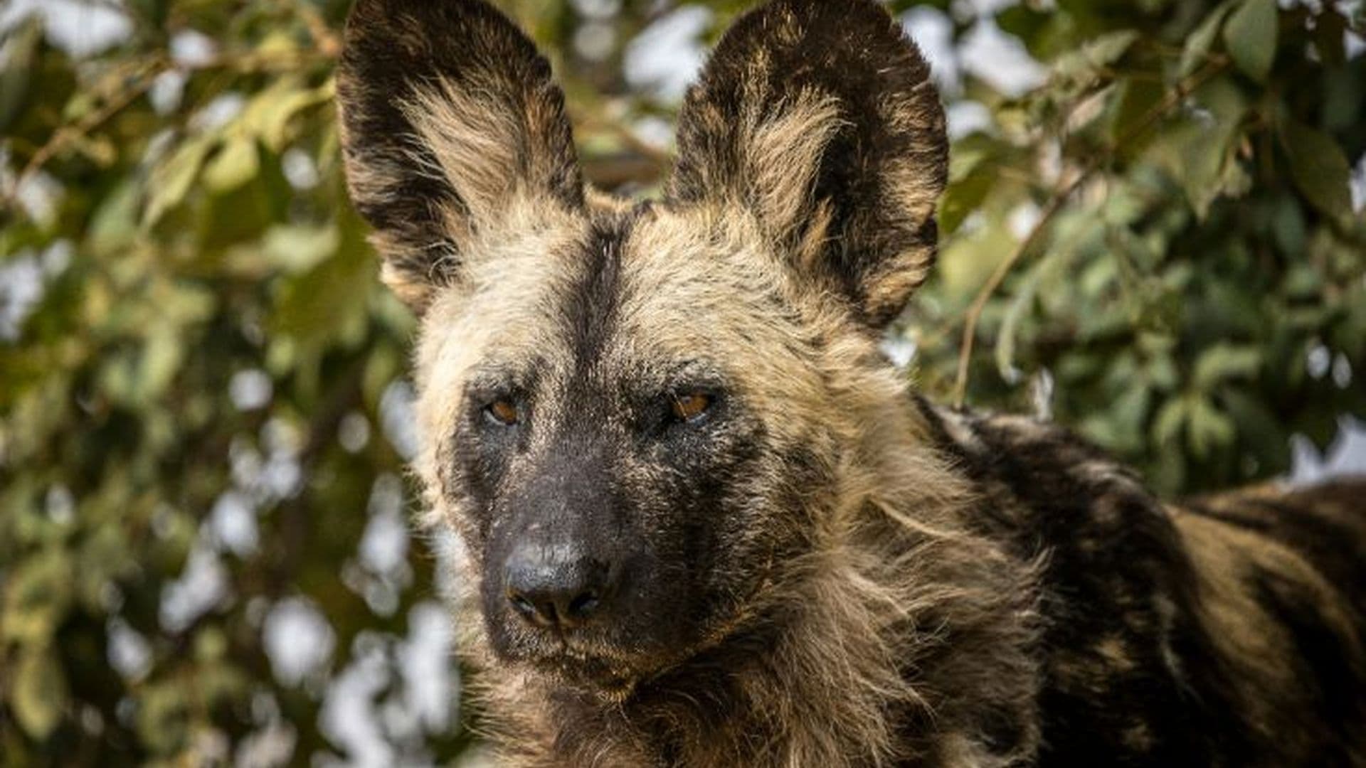 African wild dog close