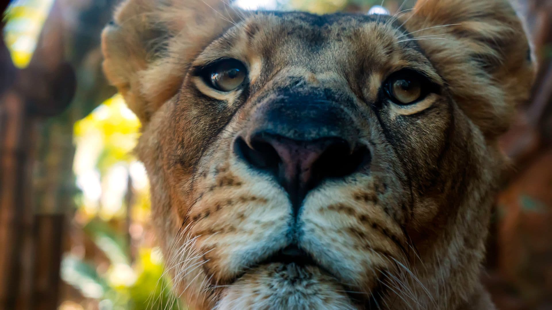 Lioness close up