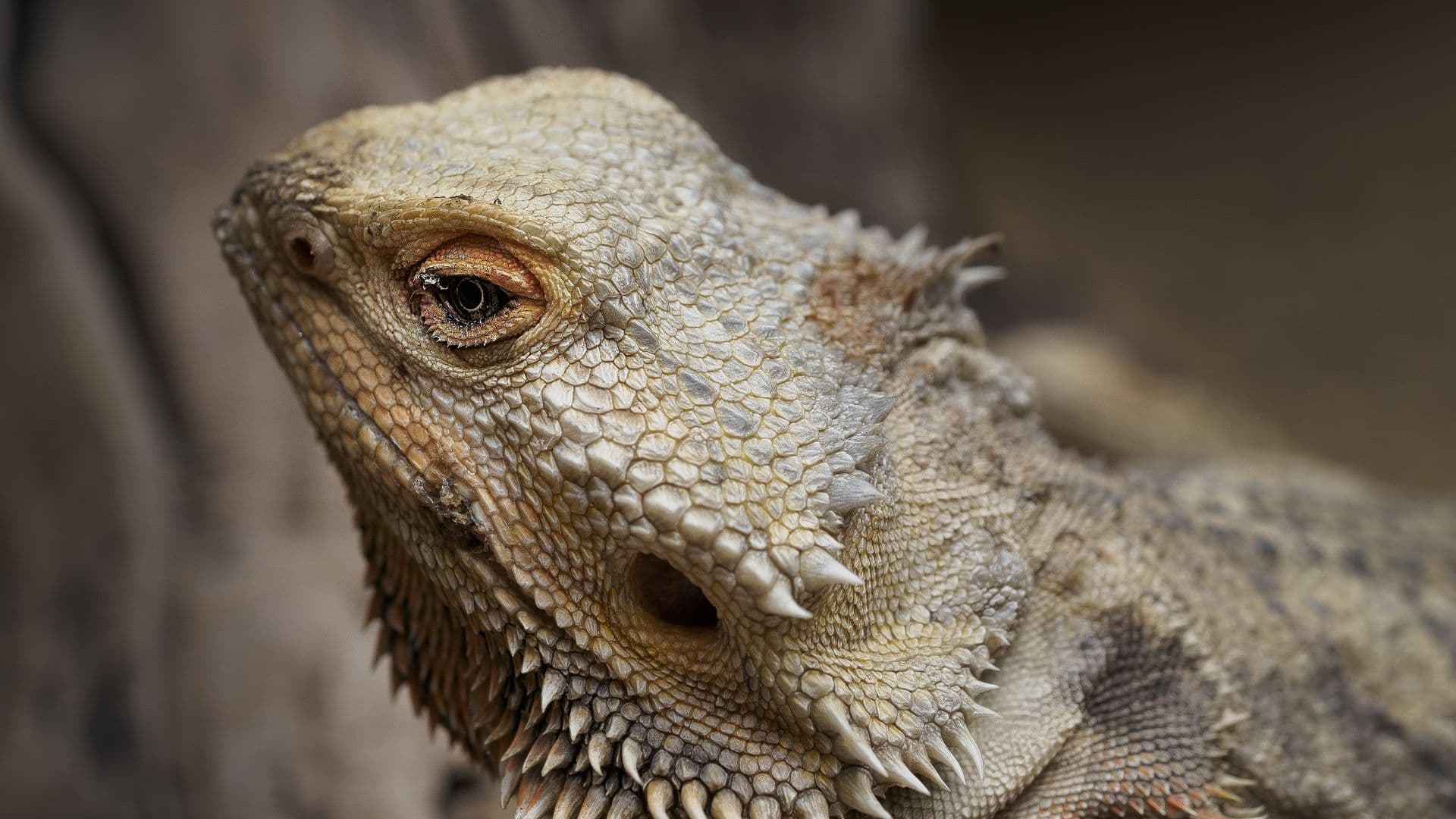 bearded lizard
