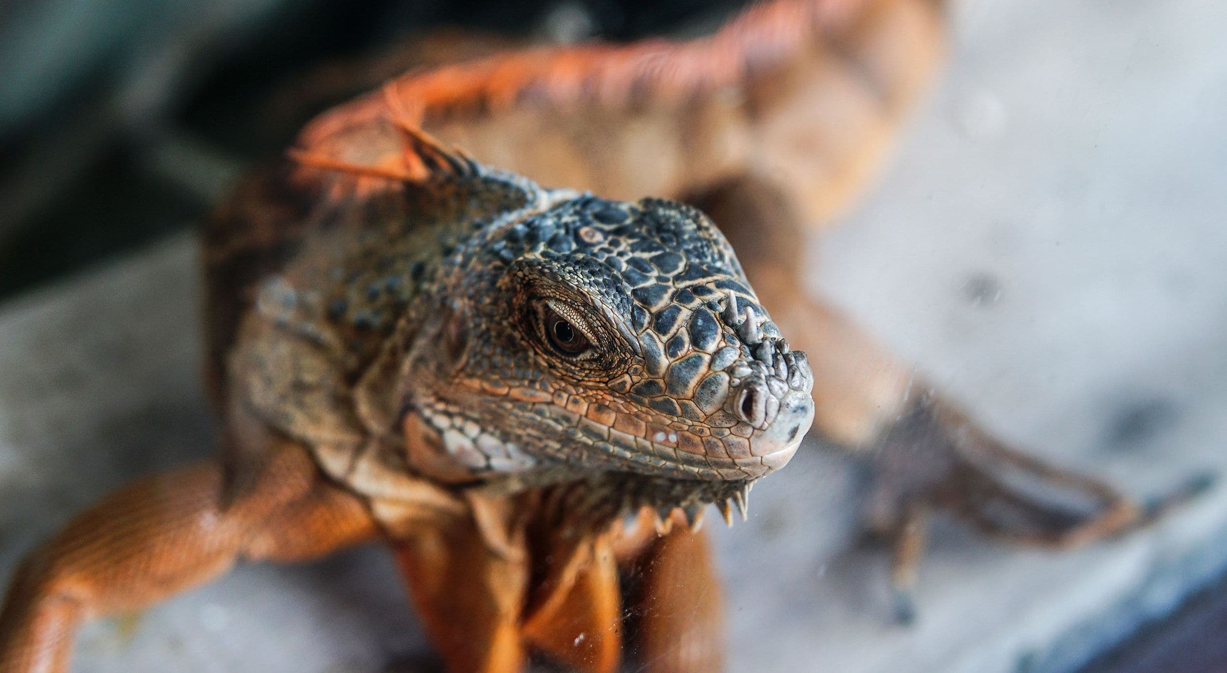 Close up lizard